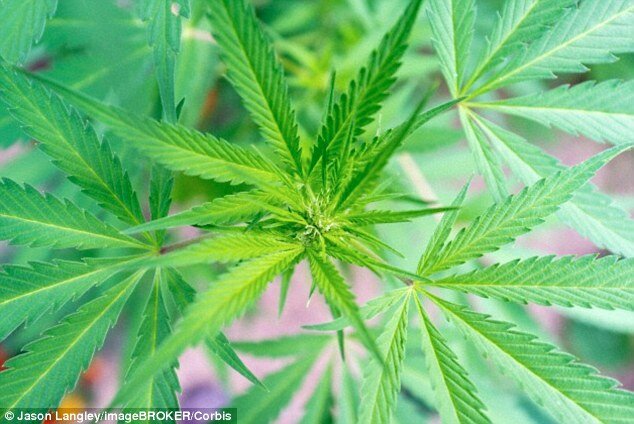 Foria Relief contains 60mg of THC, a chemical obliged for many of marijuana's psychological effects. It also contains 10mg of cannabidiol, another of a drug's active ingredients. Experts have urged caution, observant a product has not been evaluated or authorized by a US Food and Drugs Administration