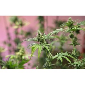 Re: 5th medical marijuana dispensary in N.J. gets ok to grow